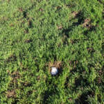 A golf ball plugged on a wet golf course in the fairway