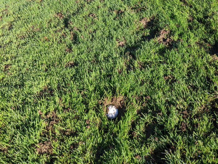 A golf ball plugged on a wet golf course in the fairway